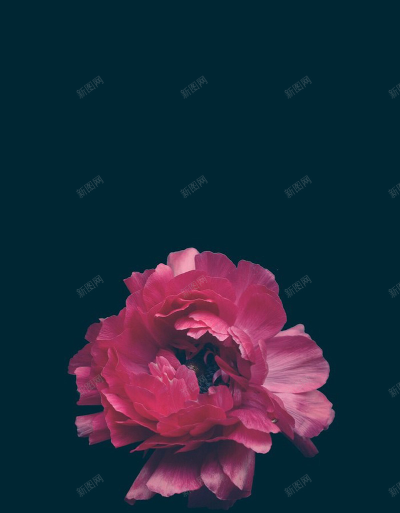 简约花朵海报背景素材psd设计背景_88icon https://88icon.com 小清新 浪漫 牡丹 简约 鲜花 绿色 花朵 文艺