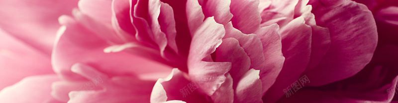 花瓣特写质感背景jpg设计背景_88icon https://88icon.com 海报banner 花瓣特写 纹理 质感