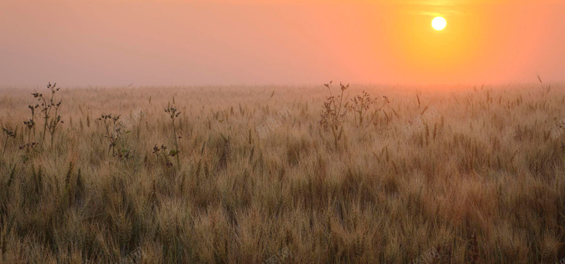 麦田背景图片 麦田背景