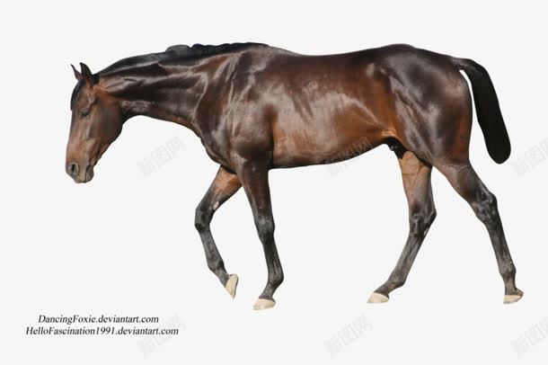 雄壮的黑马骏马动物png免抠素材_88icon https://88icon.com 动物 雄壮 骏马 黑马