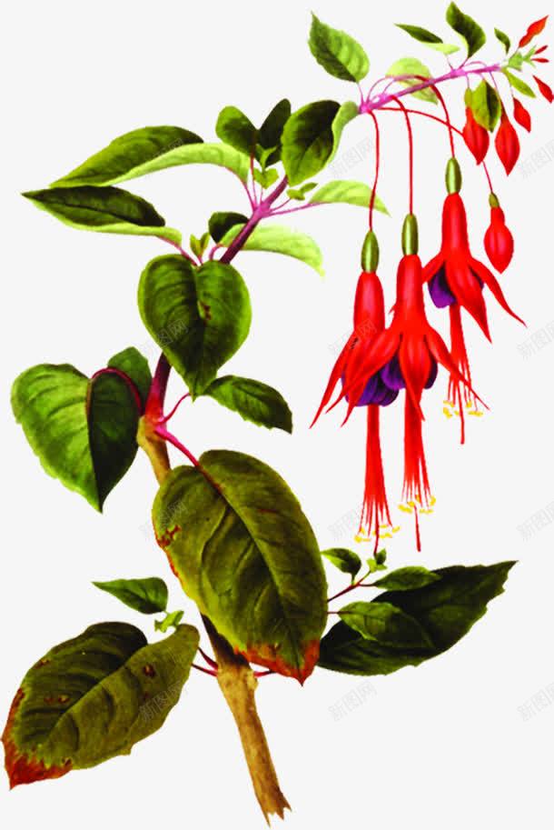 绿色植物红色花朵png免抠素材_88icon https://88icon.com 红色 绿色植物 花朵