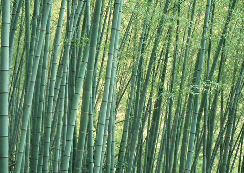 背景大图风景11jpg设计背景_88icon https://88icon.com 摄影 清新 风景 高清