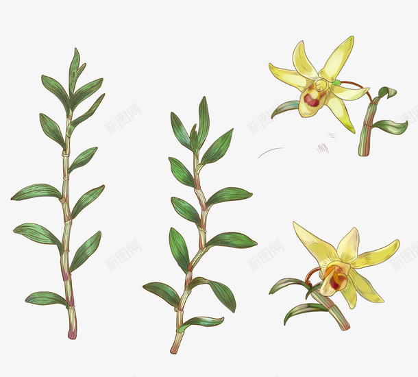 铁皮石斛根茎和花png免抠素材_88icon https://88icon.com 根茎 植物 绿植 铁皮石斛根茎和花