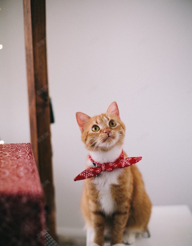宠物猫背景动物jpg设计背景_88icon https://88icon.com 动物 宠物 猫 背景