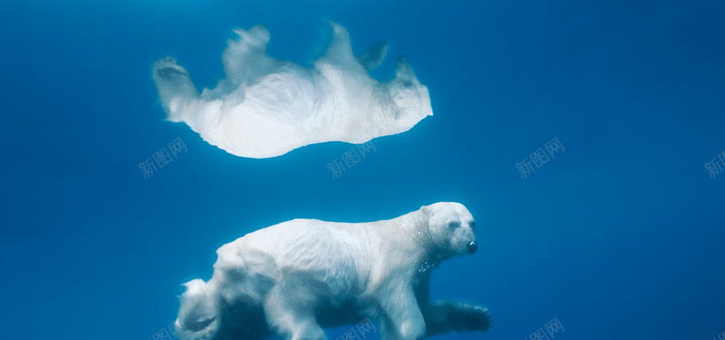 游泳的海狮jpg设计背景_88icon https://88icon.com 海狮 动物 大海 蓝色背景 海报banner 摄影 风景