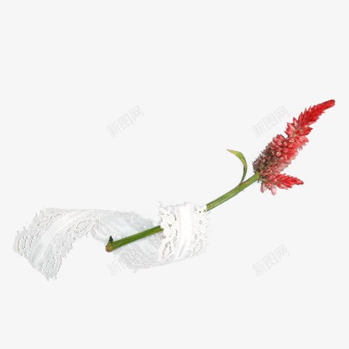 一朵红色的花png免抠素材_88icon https://88icon.com 实物图 植物 红色 红色的花 装饰图案