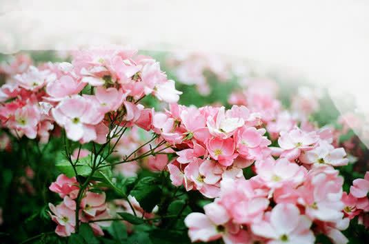 粉色的花海png免抠素材_88icon https://88icon.com 粉色 花 装饰素材