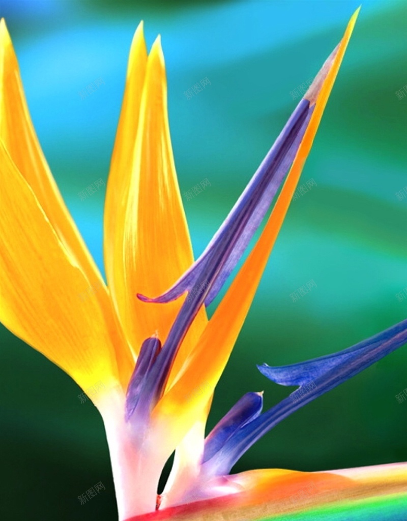 高清花卉静物H5背景jpg设计背景_88icon https://88icon.com 花朵 植物 彩色 高清 静物 H5背景 H5 h5 摄影 风景
