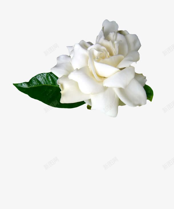 白色茉莉花png免抠素材_88icon https://88icon.com 白色 绿色 茉莉花 装饰 香气宜人