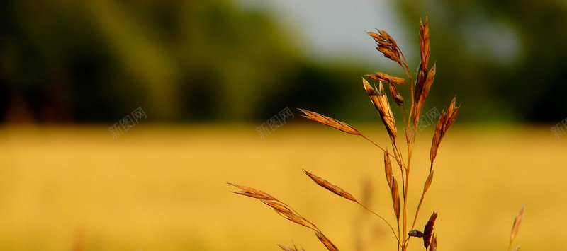 金黄麦子风景图jpg设计背景_88icon https://88icon.com 海报banner 摄影 风景 植物自然麦子金黄秋天