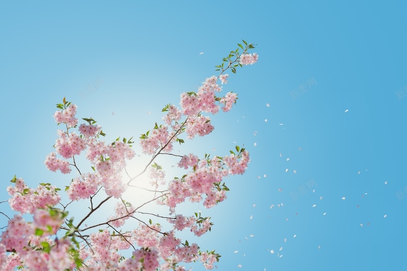春天花朵自然野外12jpg设计背景_88icon https://88icon.com 春天 自然 花朵 野外