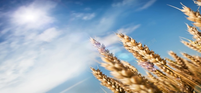 黄色麦穗晴天背景jpg设计背景_88icon https://88icon.com 黄色 麦穗 晴天 海报banner 摄影 风景