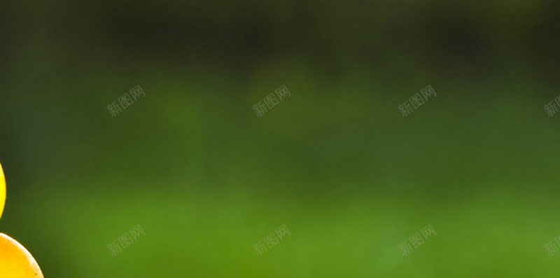 黄色葡萄背景jpg设计背景_88icon https://88icon.com 小清新 文艺 简约 绿色 美味 美食 葡萄 黄色