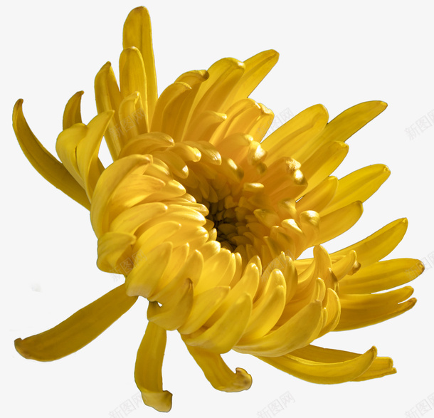 九月九重阳节之秋菊png免抠素材_88icon https://88icon.com 重阳 秋菊 黄色的菊花 深秋