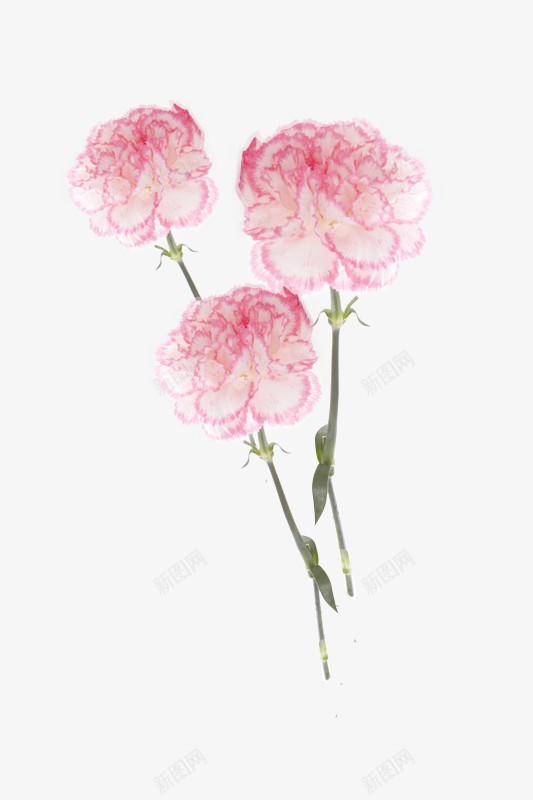 康乃馨花草木png免抠素材_88icon https://88icon.com 康乃 馨花 草木