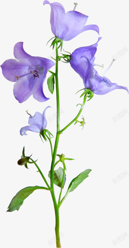 的风铃草鲜花花卉树叶叶子植物鲜花紫色的花png免抠素材_88icon https://88icon.com 叶子 树叶 植物 紫色 花卉 风铃 鲜花