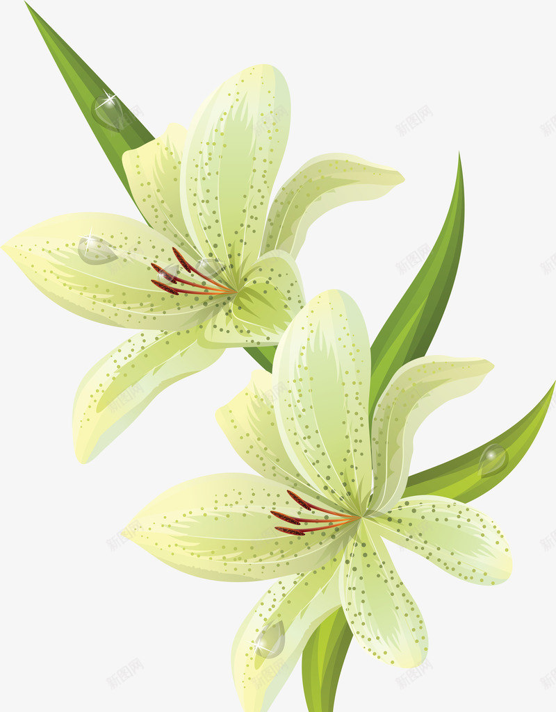 lilium2043336006手绘卡通鲜花植物类png免抠素材_88icon https://88icon.com lilium2043336006 手绘 卡通 鲜花 植物类