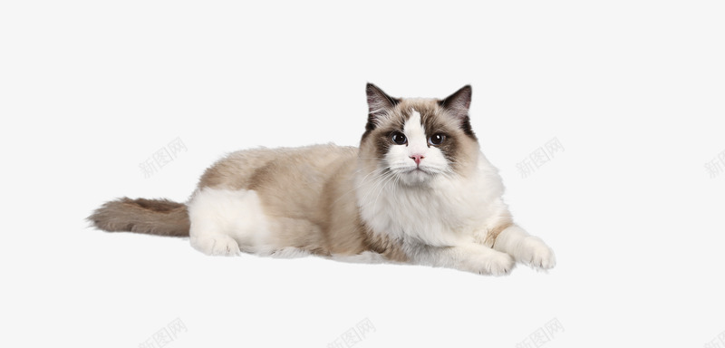 布偶猫4猫猫猫png免抠素材_88icon https://88icon.com 布偶猫 猫猫