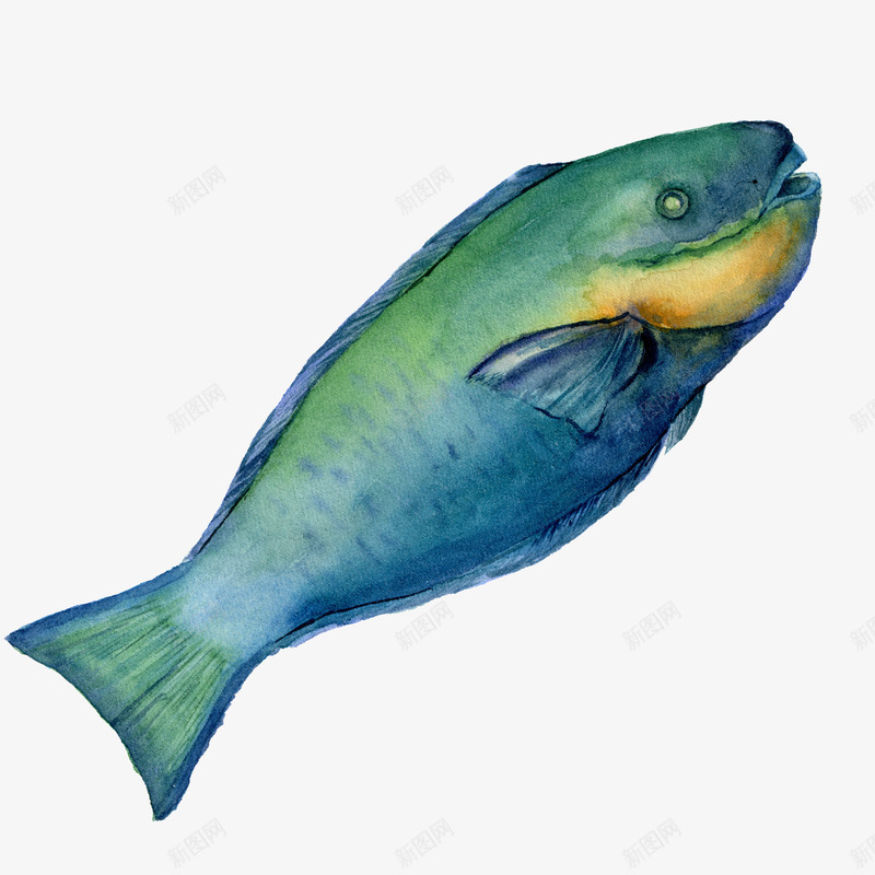 水彩油画海底动物植物鱼水母剪贴画免扣图案手账设计Ppng免抠素材_88icon https://88icon.com 水彩 油画 海底 动物 植物 鱼水 水母 剪贴 贴画 免扣 图案