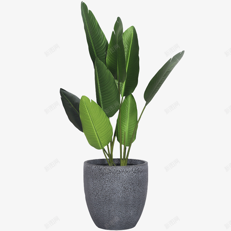 盆栽植物绿色叶子透明免扣北欧居家植物盆栽植物png免抠素材_88icon https://88icon.com 植物 盆栽 绿色 叶子 透明 免扣 北欧 居家