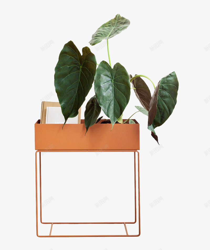 盆栽植物绿色叶子透明免扣北欧植物抠图盆栽植物png免抠素材_88icon https://88icon.com 植物 盆栽 绿色 叶子 透明 免扣 北欧 抠图