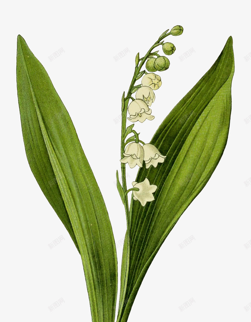 绿色鲜花动植物壁纸动植物壁纸png免抠素材_88icon https://88icon.com 动植物 壁纸 绿色 鲜花
