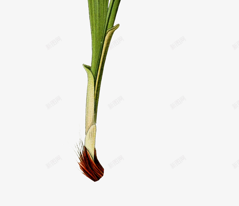 绿色鲜花动植物壁纸动植物壁纸png免抠素材_88icon https://88icon.com 动植物 壁纸 绿色 鲜花