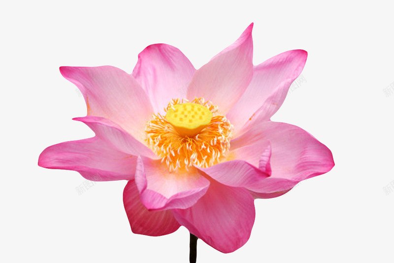 红色纯洁的可见黄色莲蓬装饰壁纸装饰壁纸png免抠素材_88icon https://88icon.com 装饰 壁纸 红色 纯洁 可见 黄色 莲蓬