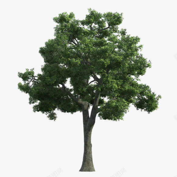 大树灌木吧百度贴吧endpng免抠素材_88icon https://88icon.com 大树 灌木 百度贴吧 end
