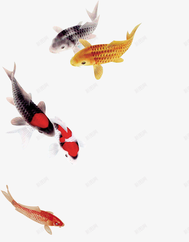 锦鲤卡通手绘水墨鲤鱼新年免扣免扣png免抠素材_88icon https://88icon.com 免扣 锦鲤 卡通 手绘 水墨 鲤鱼 新年