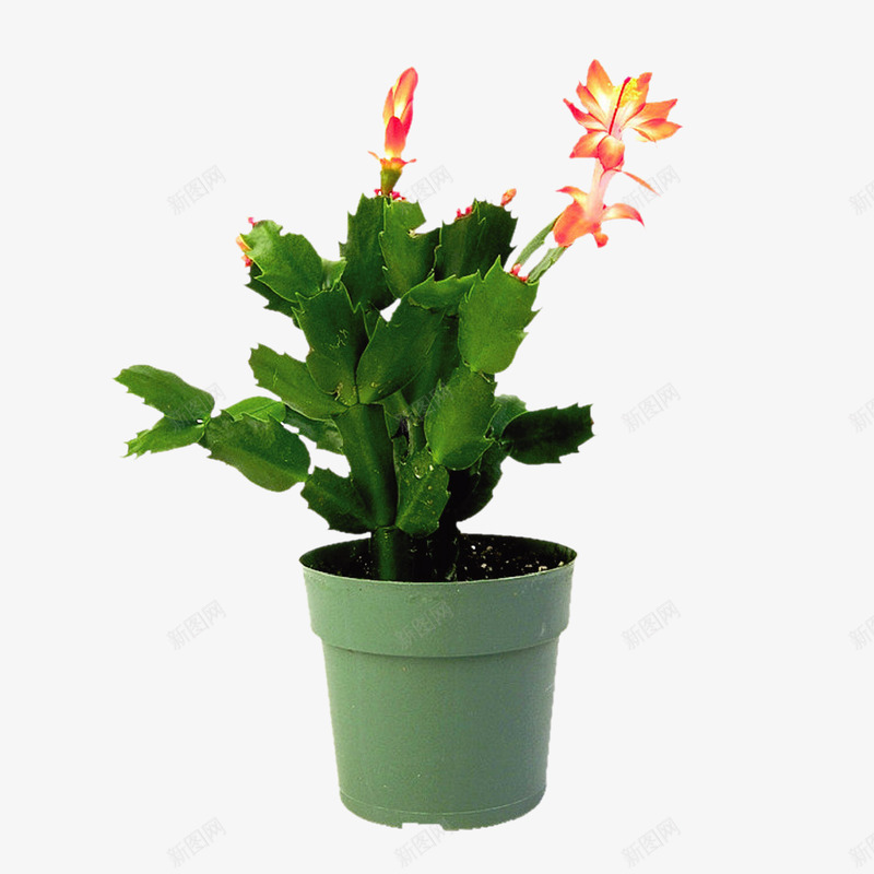 花盆栽植物杂七杂八png免抠素材_88icon https://88icon.com 花盆 盆栽 植物 杂七杂八
