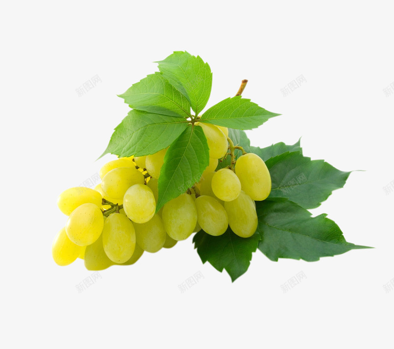 酒庄红酒葡萄酒庄园葡萄红葡萄白葡萄酿酒分层格式pspng免抠素材_88icon https://88icon.com 葡萄 酒庄 红酒 葡萄酒 庄园 白葡萄 酿酒 分层 格式 ps