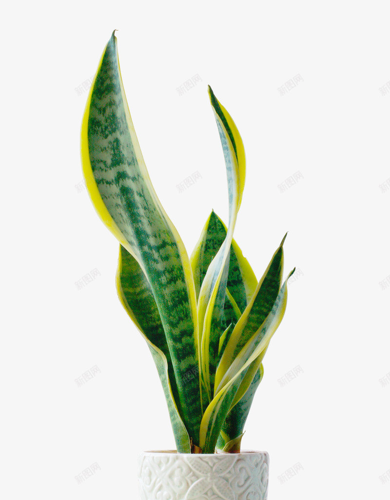 虎尾兰绿色植物盆景花盆小绿色植物盆栽小绿色植物盆栽png免抠素材_88icon https://88icon.com 绿色植物 盆栽 虎尾 盆景 花盆