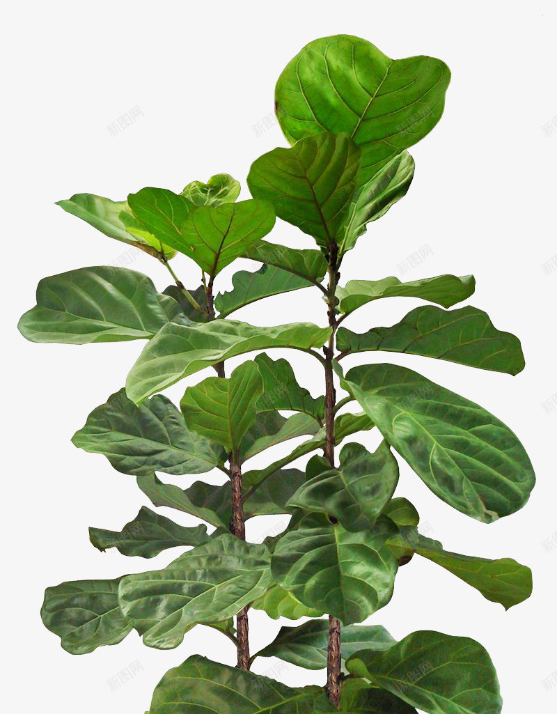 绿色植物花盆树木盆栽植物png免抠素材_88icon https://88icon.com 绿色植物 花盆 树木 盆栽 植物