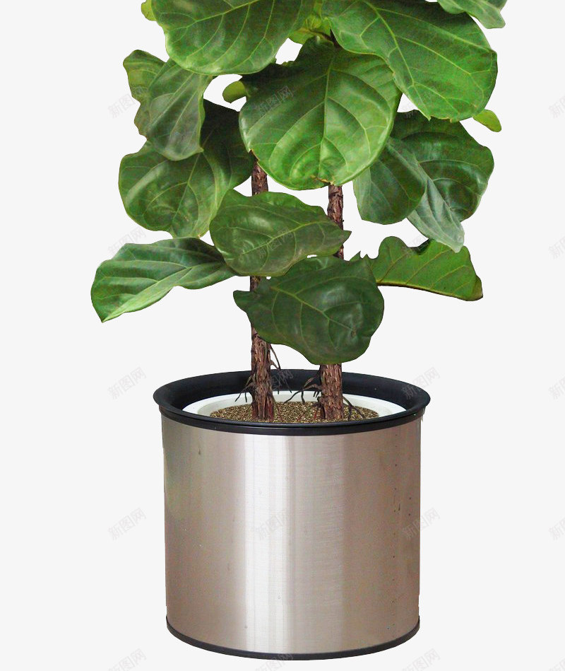 绿色植物花盆树木盆栽植物png免抠素材_88icon https://88icon.com 绿色植物 花盆 树木 盆栽 植物