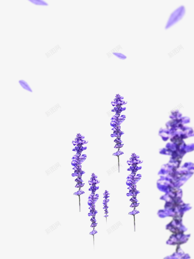 紫色薰衣草透明北坤人专用饰品png免抠素材_88icon https://88icon.com 专用 坤人 灬北 紫色 薰衣草 透明 饰品