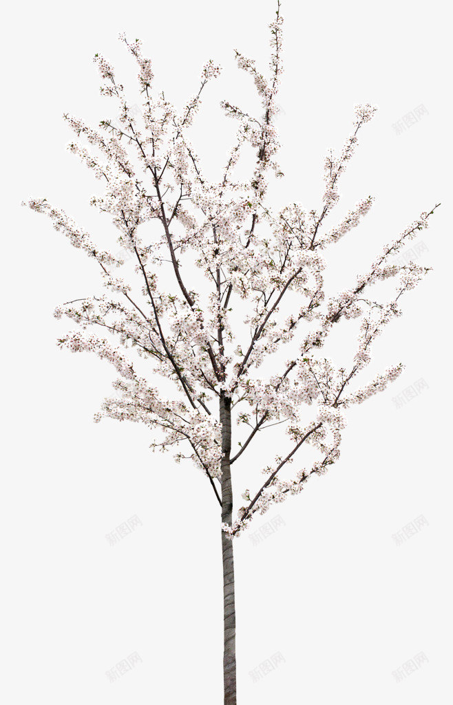 绿色植物树叶树木灬小狮子灬3植物鲜花透明图案鲜花植png免抠素材_88icon https://88icon.com 鲜花 绿色植物 树叶 树木 小狮子 植物 透明 透明图 图案