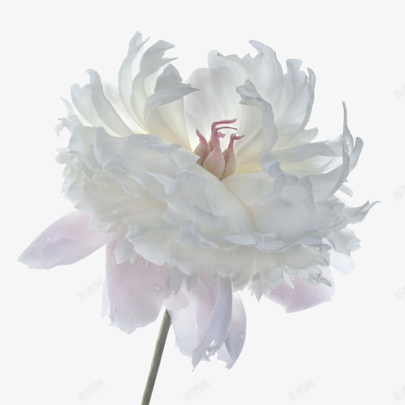 白芍药A花植物png免抠素材_88icon https://88icon.com 白芍药 芍药 植物