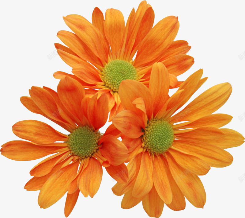 各色鲜花图理睬唯美花蝴蝶类png免抠素材_88icon https://88icon.com 各色 鲜花 理睬 唯美 蝴蝶