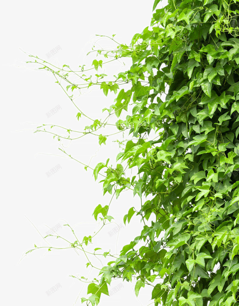 绿色树藤青藤春天藤蔓树叶花藤树叶子草地png免抠素材_88icon https://88icon.com 树叶 绿色 树藤 青藤 春天 藤蔓 花藤 叶子 草地