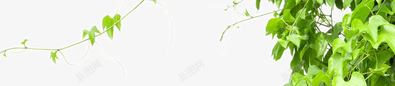 绿色树藤青藤春天藤蔓树叶花藤树叶子草地png免抠素材_88icon https://88icon.com 树叶 绿色 树藤 青藤 春天 藤蔓 花藤 叶子 草地