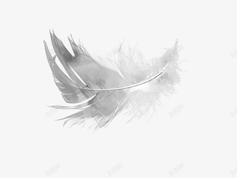 透明免扣羽毛白色羽毛珍珠贝壳假发翅膀png免抠素材_88icon https://88icon.com 羽毛 透明 免扣 白色 珍珠 贝壳 假发 翅膀