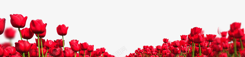 红色花玫瑰花花丛花朵花卉免扣透明图花卉png免抠素材_88icon https://88icon.com 花卉 红色 玫瑰花 花丛 花朵 免扣 透明图