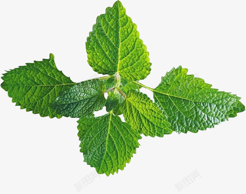 薄荷叶植物水果花瓣叶子植物png免抠素材_88icon https://88icon.com 植物 薄荷 荷叶 水果 花瓣 叶子