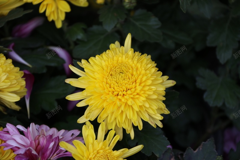 秋菊黄菊菊花花儿jpg设计背景_88icon https://88icon.com 秋菊 黄菊 菊花 花儿