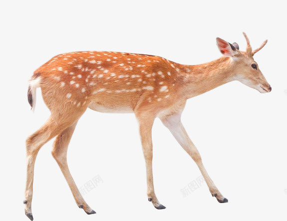 鹿梅花鹿小鹿png免抠素材_88icon https://88icon.com 小鹿 梅花鹿 美丽的鹿 鹿 鹿茸