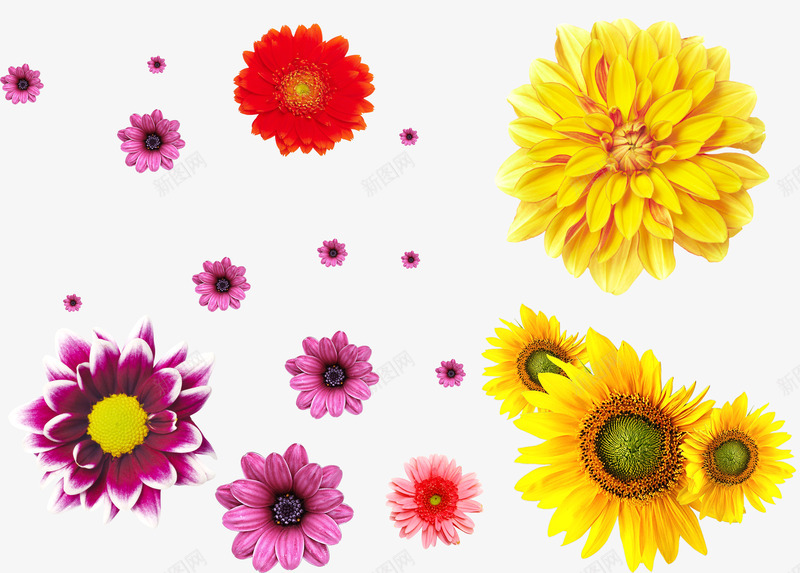 向日葵花瓣飘落各种花实物花png免抠素材_88icon https://88icon.com 向日葵 花瓣 飘落 各种 种花 实物