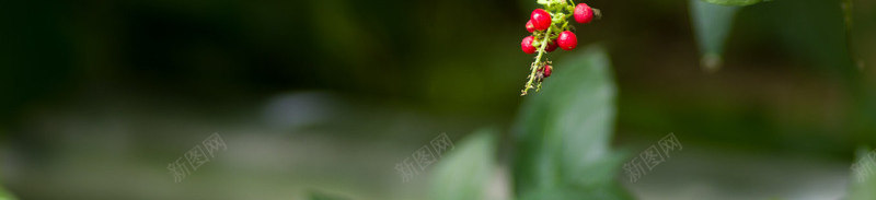 自然花草花草植物花朵清新花朵自然清新壁纸盆景花卉植jpg设计背景_88icon https://88icon.com 自然 花草 花朵 清新 植物 壁纸 盆景 花卉