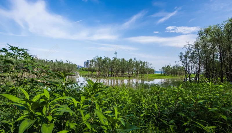 漫流左岸逍遥江滩长沙湘江江滩公园jpg设计背景_88icon https://88icon.com 春天 植物 绿色 公园 清新 树 小草 草坪 标志牌 小路 跑道 天空 晨练