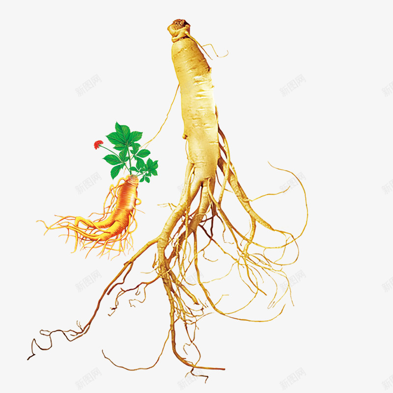 人参中药药材药物png免抠素材_88icon https://88icon.com 人参 中药 药材 药物